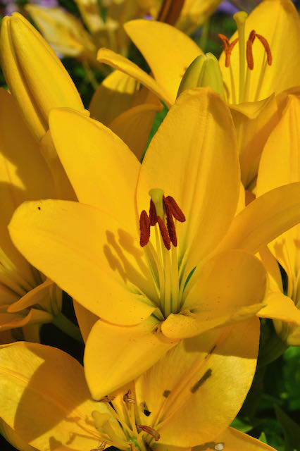 lilies