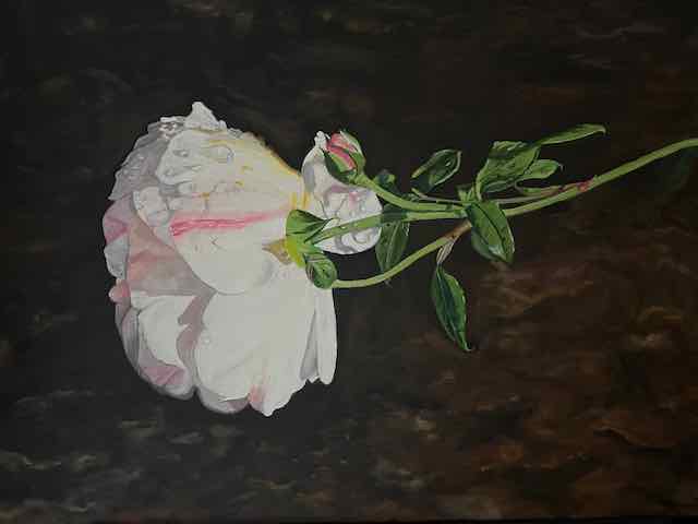 Pink Rose